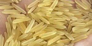 1121 Golden Sella Rice