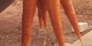 Carrot