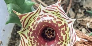 Calathea Zebrina Plant