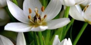 Chincherinchee Flower Blub