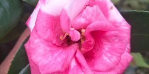 Pink Camellia Flower Plant
