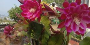 Purple Brahma Kamal Plant