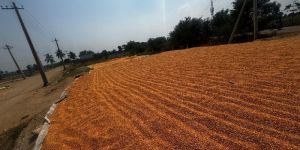Maize