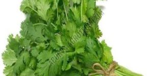 Fresh Coriander Leaves