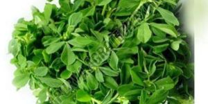 Fresh Fenugreek Leaves