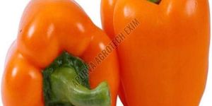 Fresh Orange Capsicum