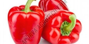 Fresh Red Capsicum