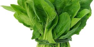 Fresh Spinach Leaves