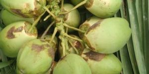 Tender Coconut Water