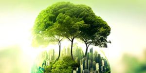Biodegradable Compostable Carry Bags