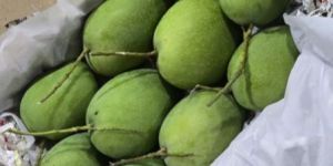 Fresh Badami Mango