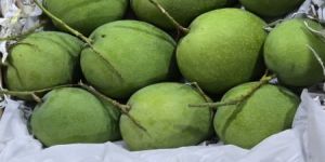 Fresh Mango