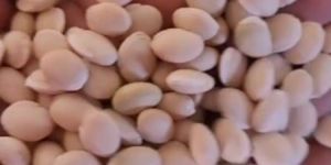 Lima Kidney Butter Beans