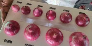 Organic Onion