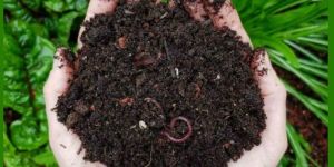 Organic Vermicompost Fertilizer