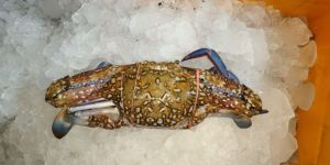 Blue Crab