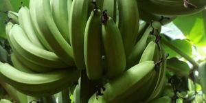 Fresh Cavendish Bananas