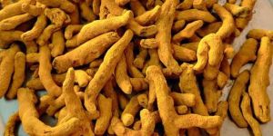 Curcuma Longa Turmeric Finger