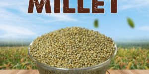 Millet Seed
