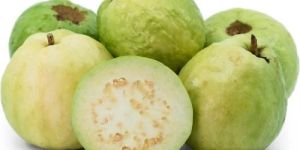 a Grade Green Guava