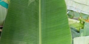 Banana Leaf