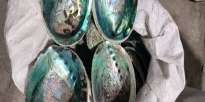 Mother of Pearl Sea Shell