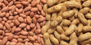 Groundnut
