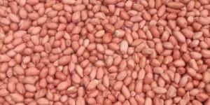 Export-Quality Peanuts