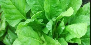 Fresh Spinach