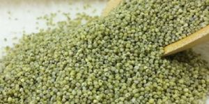 Indian Green Millet