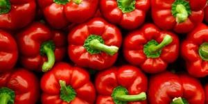 Fresh Red Bell Pepper