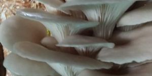 Fresh Oyster Mushroom