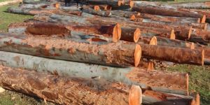 Eucalyptus Wood Pole