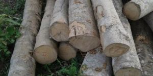 Gmelina Wood Logs