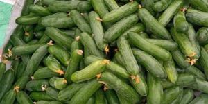 A Grade Green Fresh Cucumber