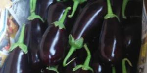 Fresh Brinjal