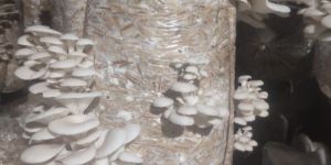 Oyster Mushroom