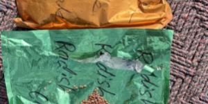 Radish Raphanus Sativus Hybrid Seed 2358 Male