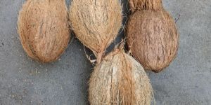 Semi Husked Coconuts
