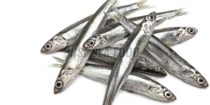 Live Anchovy Fish