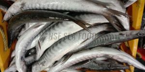Live Barracuda Fish