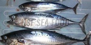 Live Little Tunny Fish