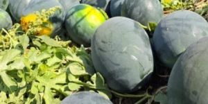 Fresh Juicy Watermelon