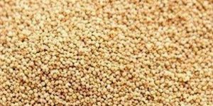 Poppy Seeds