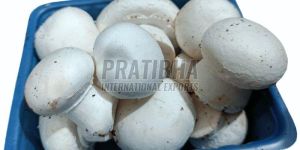 Fresh Button Mushroom