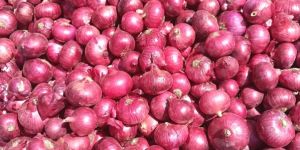 Onions