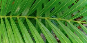 Green Areca Leaf