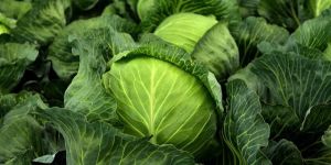 Fresh Cabbage