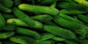 Fresh Cucumber