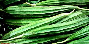 Fresh Ridge Gourd